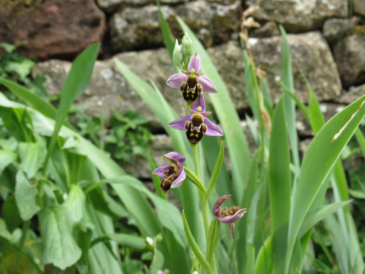 Ophrys bécasse 1397